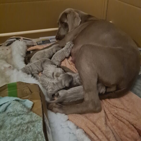 Weimaraner - Dogs
