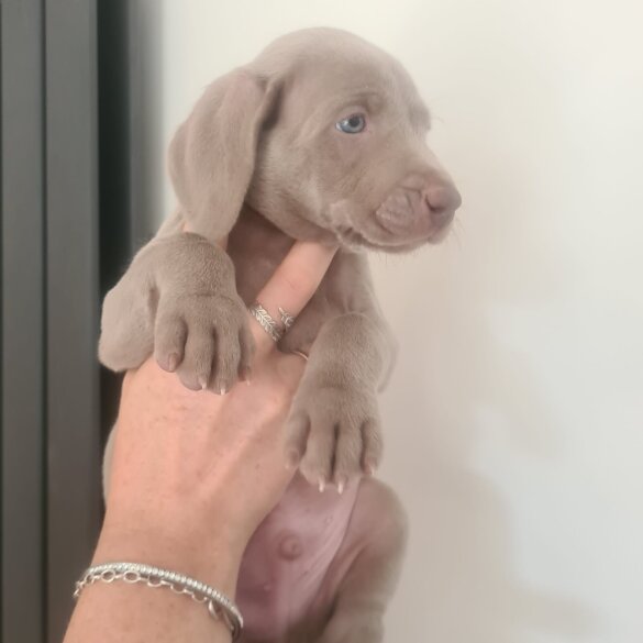 Weimaraner - Dogs