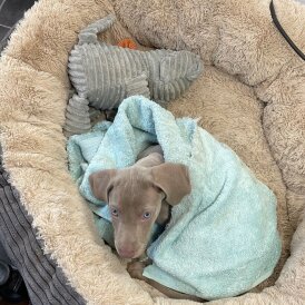 Weimaraner - Both