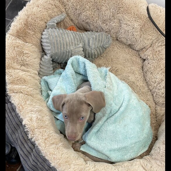 Weimaraner - Dogs