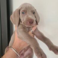 Weimaraner - Dogs