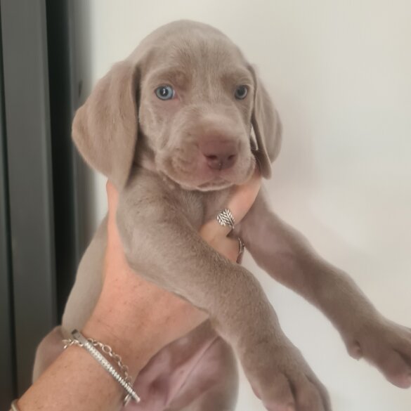 Weimaraner - Dogs