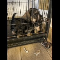 Miniature Schnauzer - Both