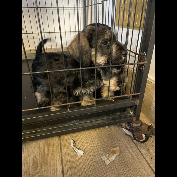 Miniature Schnauzer - Both
