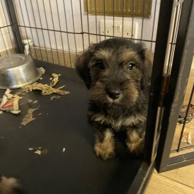 Miniature Schnauzer - Both