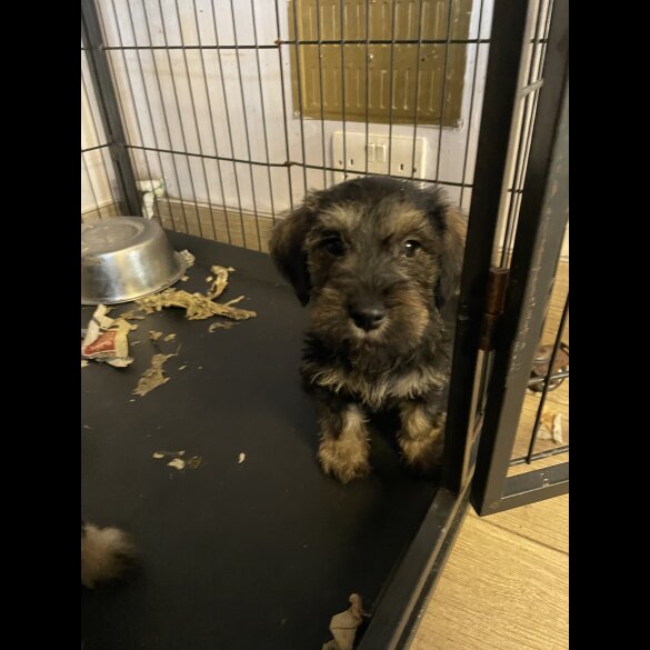 Miniature Schnauzer - Both