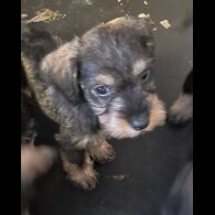 Miniature Schnauzer - Both