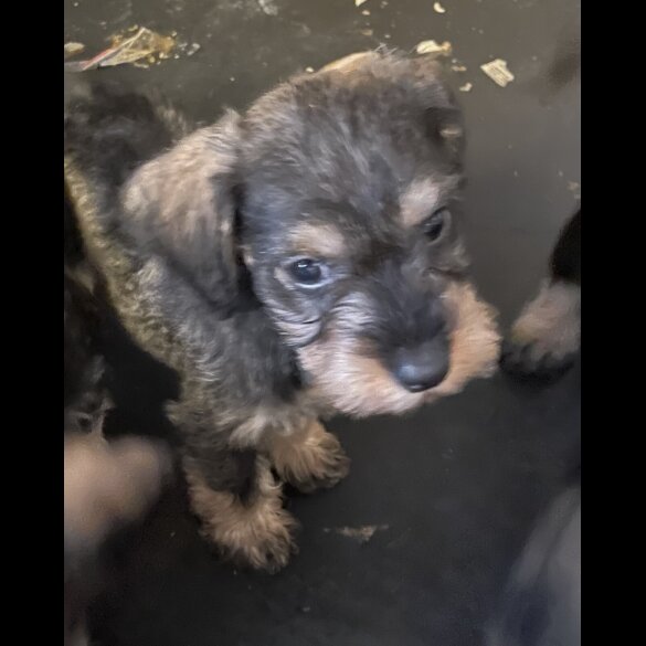 Miniature Schnauzer - Both