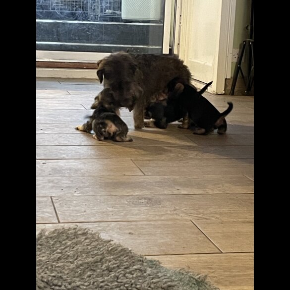 Miniature Schnauzer - Both