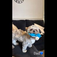 Shihpoo - Both