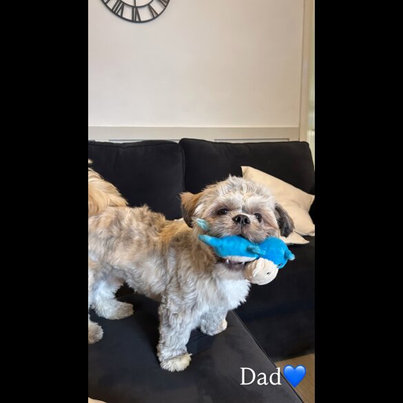 Shihpoo - Both
