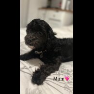Shihpoo - Both