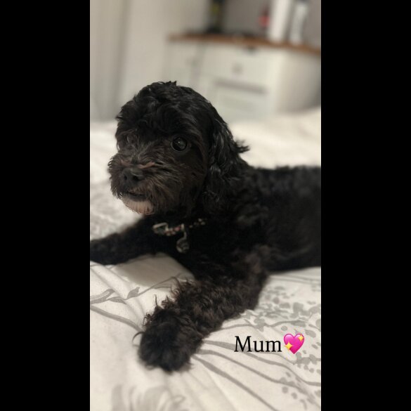Shihpoo - Both