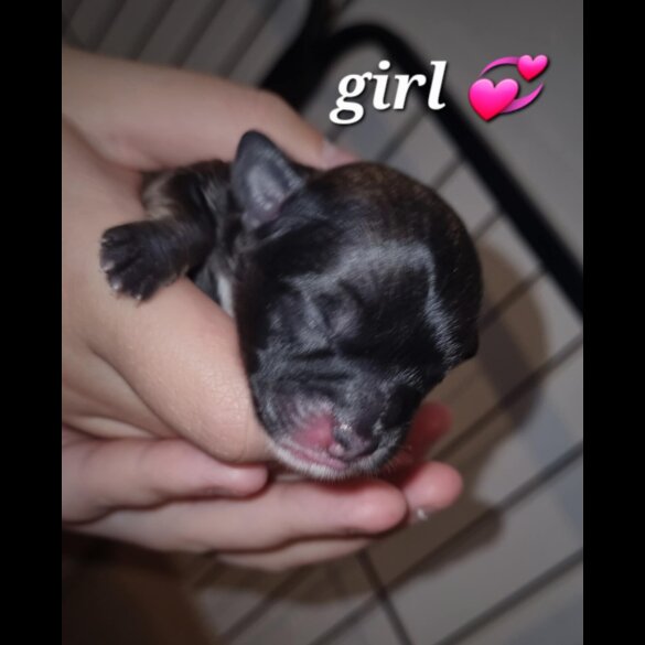 Shihpoo - Both