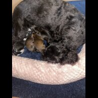Shihpoo - Both