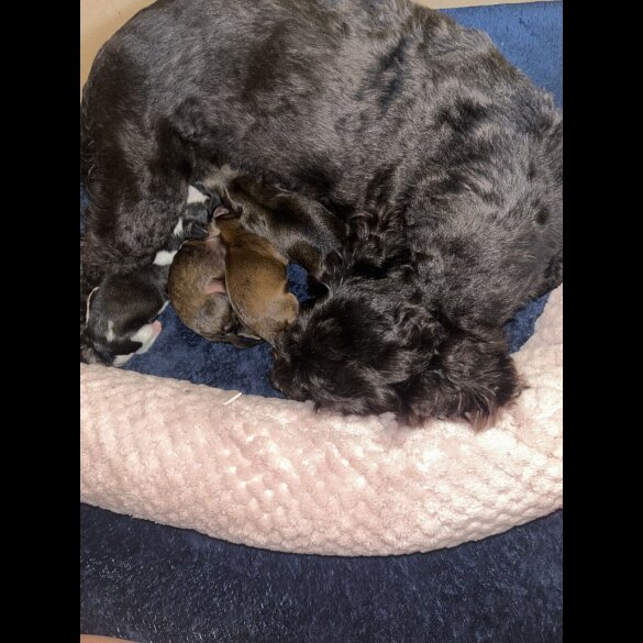 Shihpoo - Both