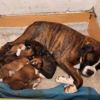 Boxer - Both