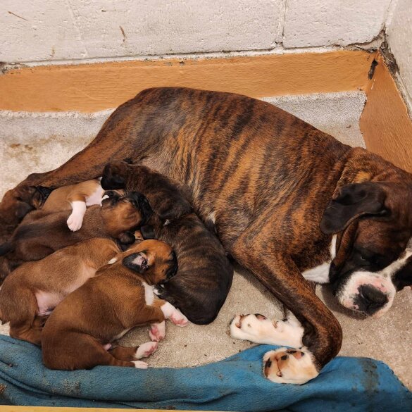 Boxer - Both
