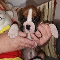 Boxer - Both