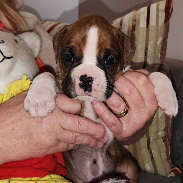 Boxer - Both