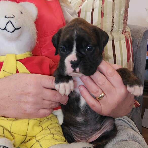 Boxer - Both