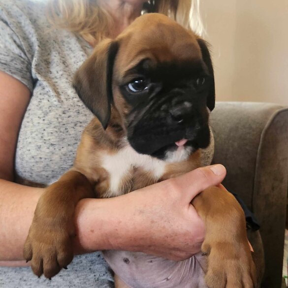 Boxer - Both
