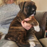 Boxer - Both