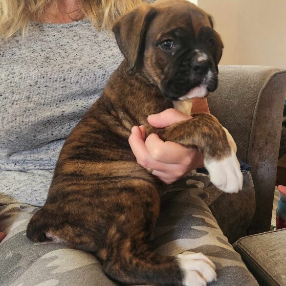 Boxer - Both