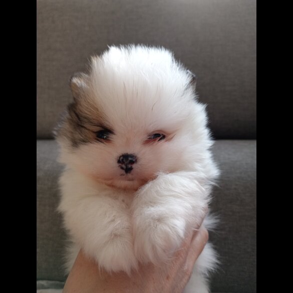 Pomeranian - Both