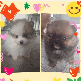 Pomeranian - Both