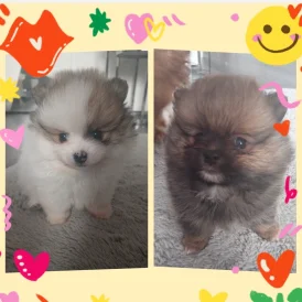 Pomeranian - Both