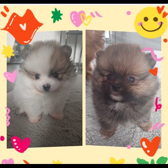 Pomeranian - Both