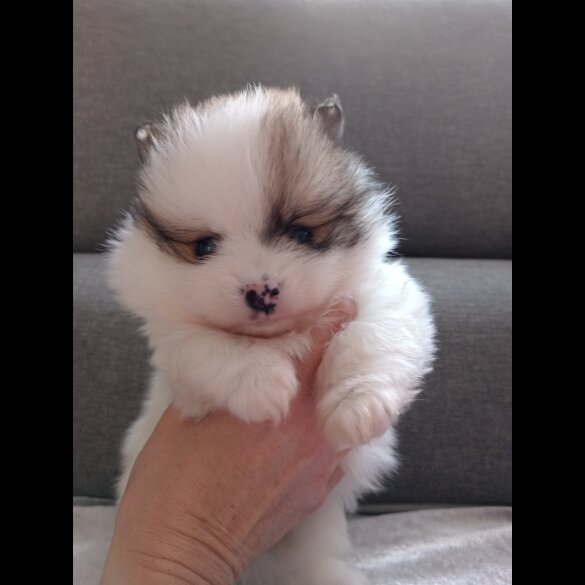 Pomeranian - Both