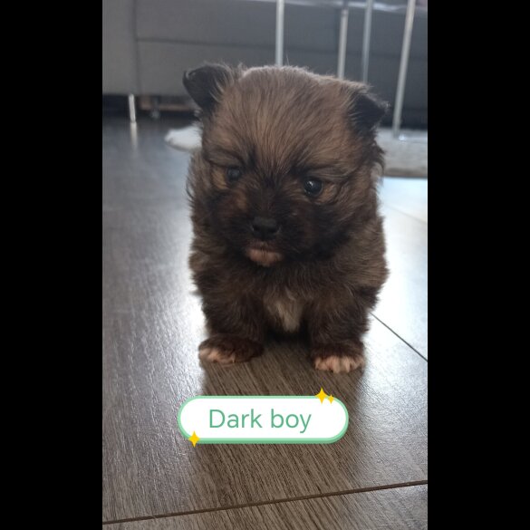 Pomeranian - Both