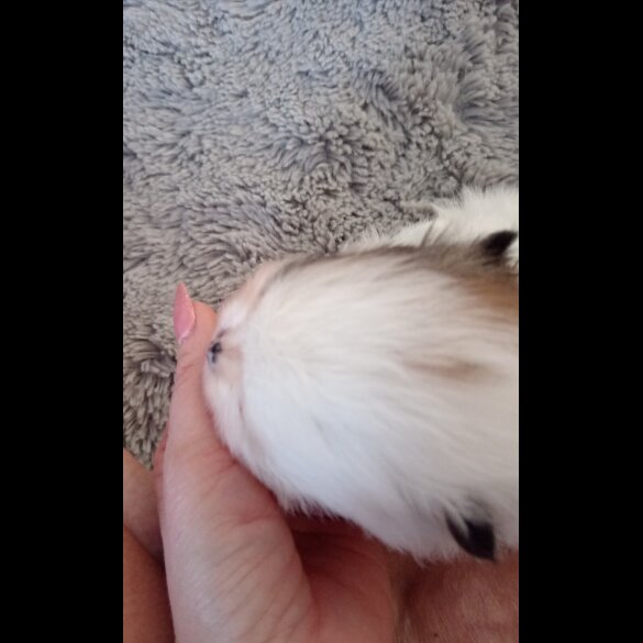 Pomeranian - Both