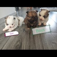 Pomeranian - Both