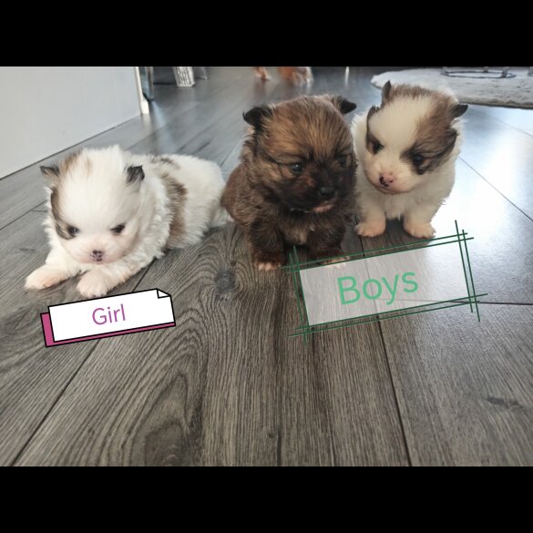 Pomeranian - Both