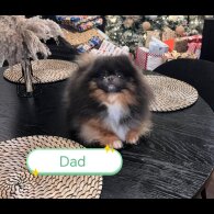 Pomeranian - Both