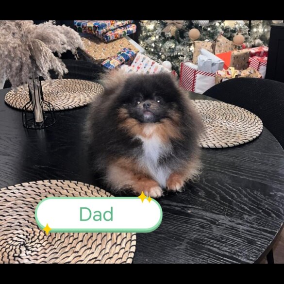 Pomeranian - Both