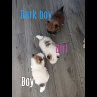 Pomeranian - Both