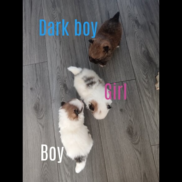 Pomeranian - Both