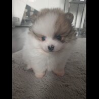 Pomeranian - Both