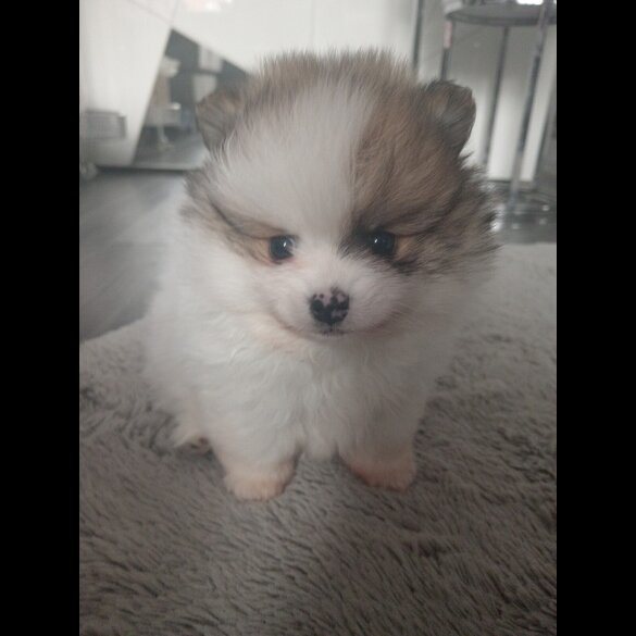 Pomeranian - Both