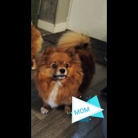 Pomeranian - Both
