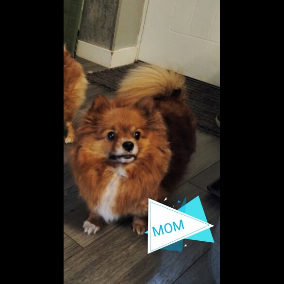 Pomeranian - Both