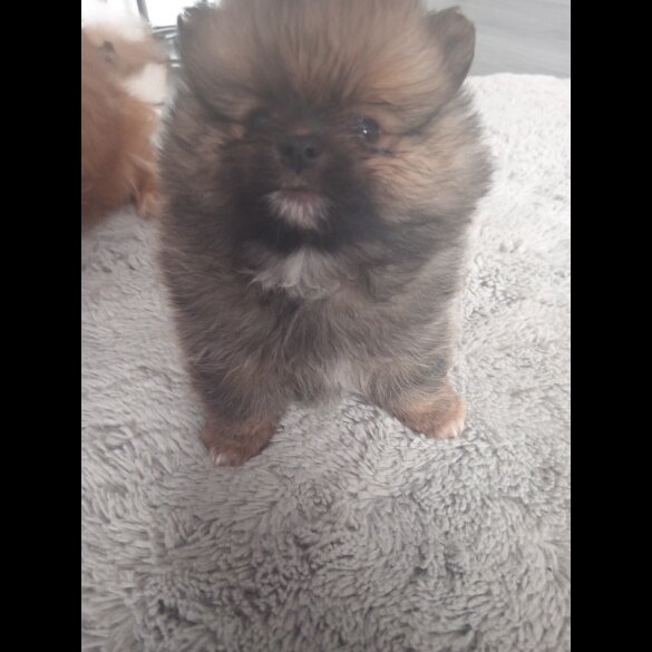 Pomeranian - Both