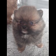 Pomeranian - Both