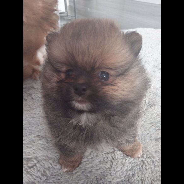 Pomeranian - Both