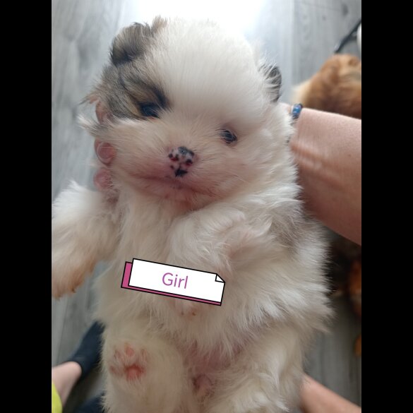 Pomeranian - Both