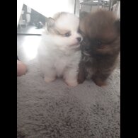 Pomeranian - Both